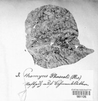 Uromyces appendiculatus image
